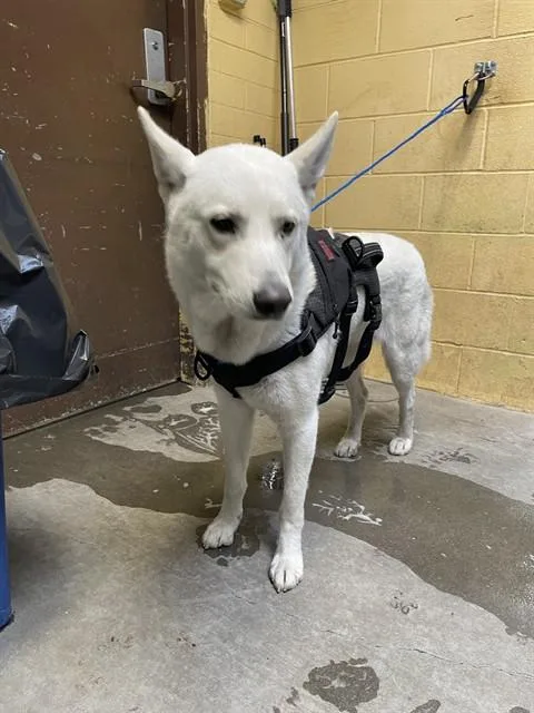 An adult medium-sized male Siberian Husky dog named Spaz for adoption in Stockton, CA