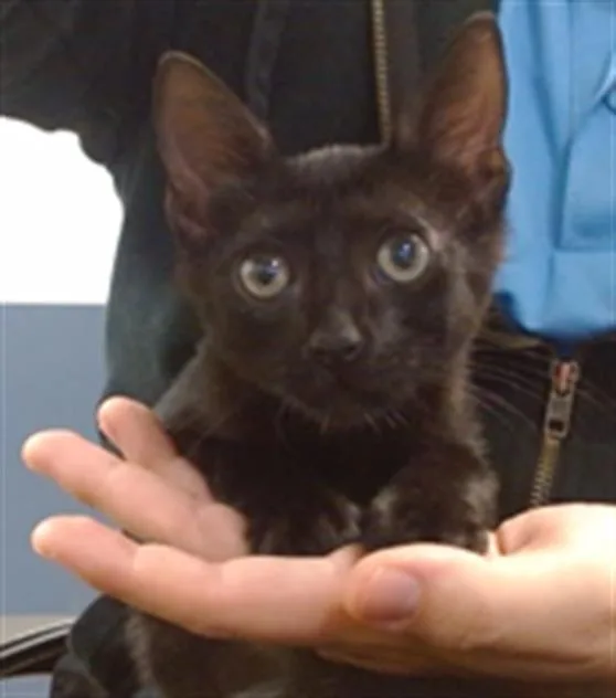 A baby small-sized male Domestic Short Hair cat named Aviv for adoption in Miami, FL