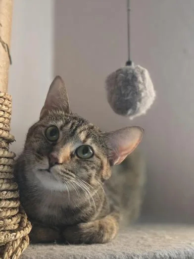 An adult medium-sized female Domestic Short Hair cat named Honey for adoption in Liverpool, TX