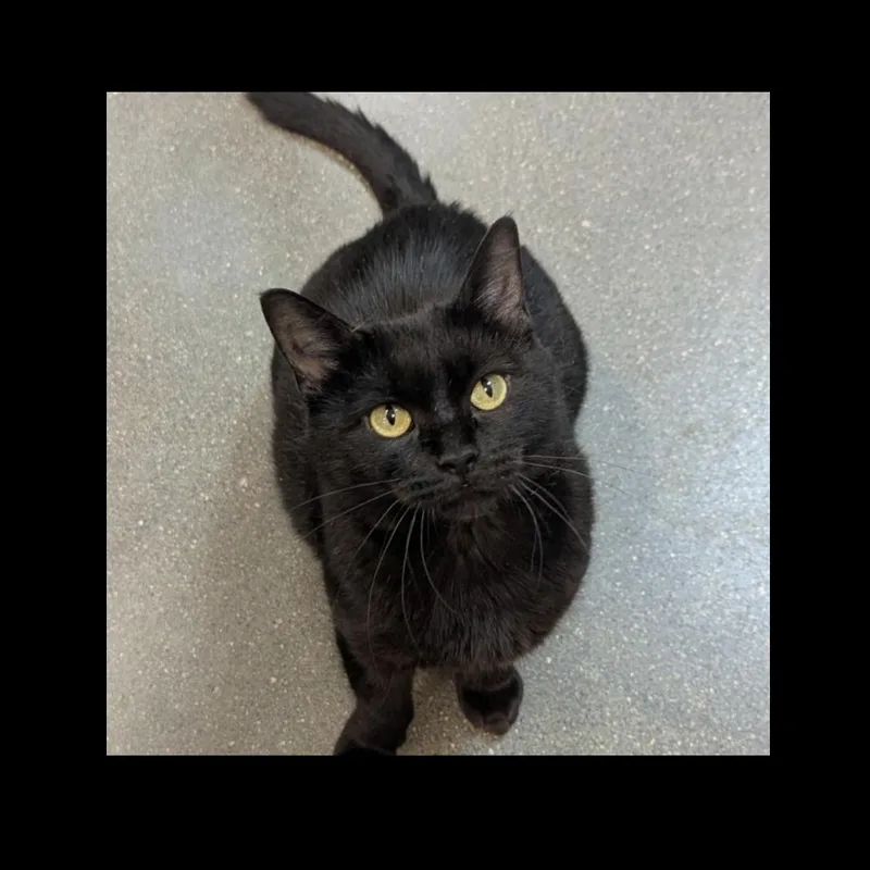 An adult medium-sized female Black Domestic Short Hair cat named Gigi for adoption in Omaha, NE
