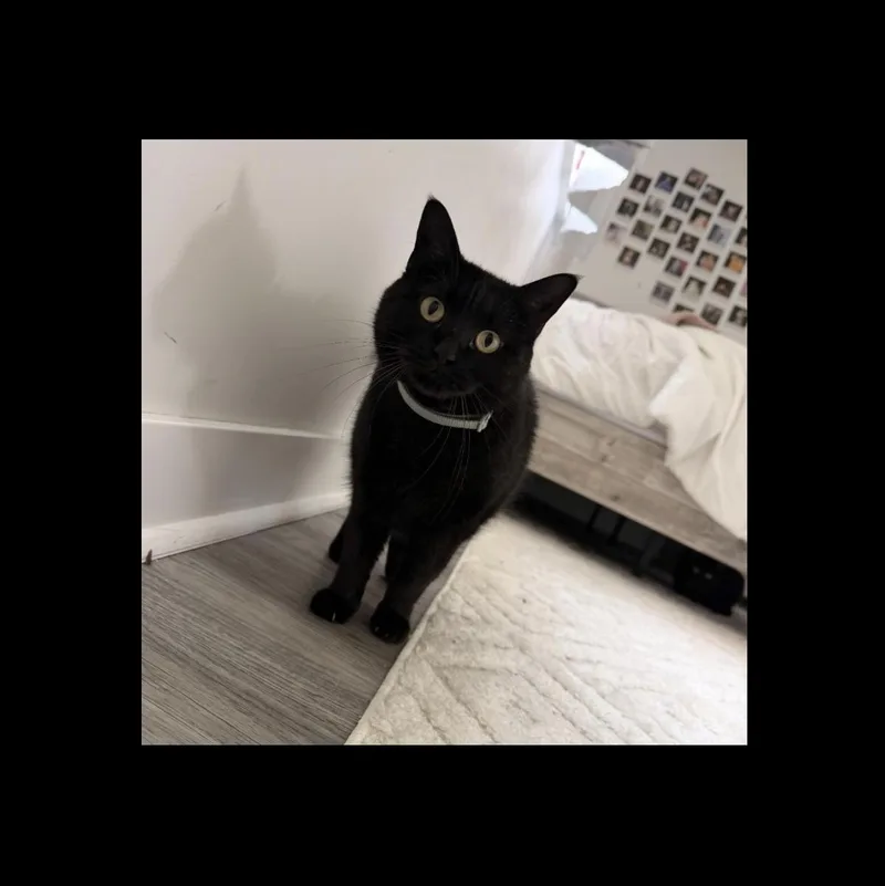 Gigi thumbnail 2