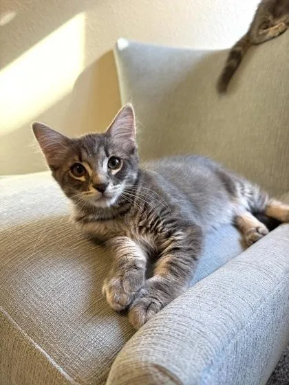 A young small-sized male Domestic Short Hair cat named Milan for adoption in Phoenix, AZ