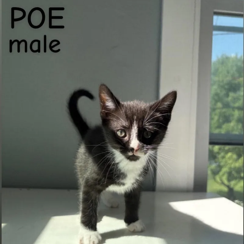 A baby small-sized male Black & White / Tuxedo Domestic Short Hair cat named Poe for adoption in Winchendon, MA