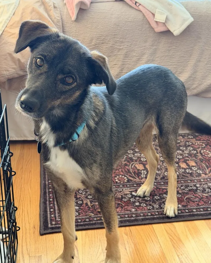 An adult medium-sized female German Shepherd Dog named Sheba for adoption in Brooklyn, NY