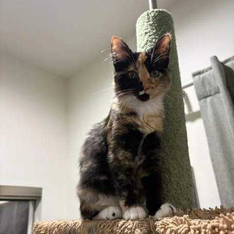 Athena