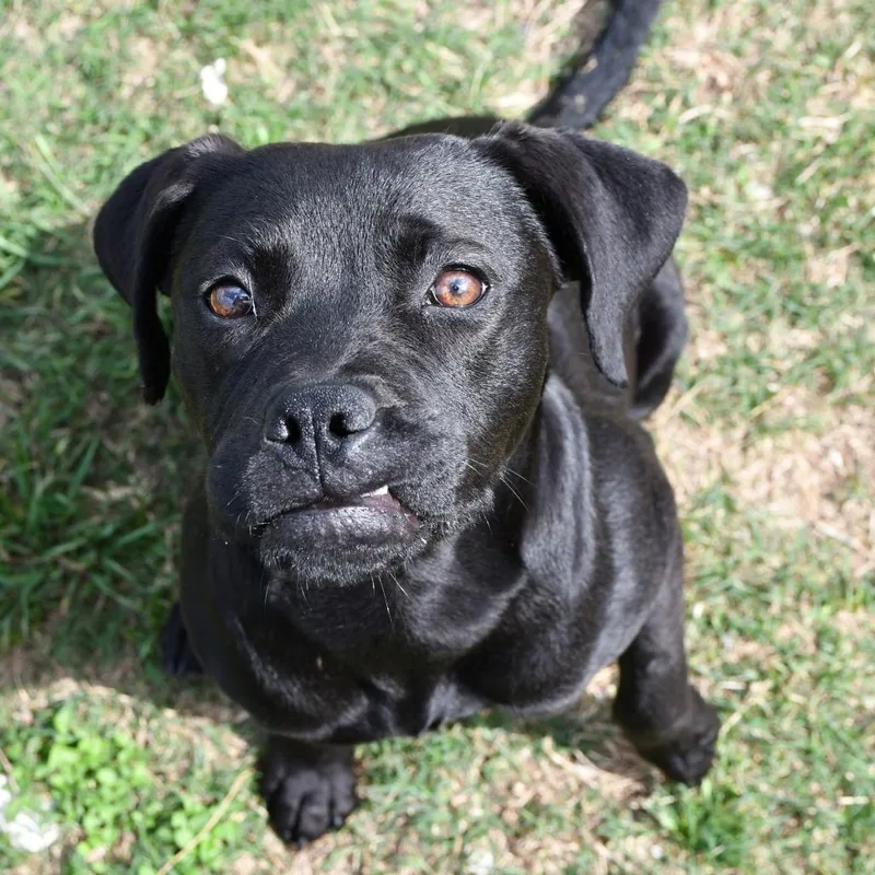 A young medium-sized female Black English Bulldog dog named Lila for adoption in Cheyenne, WY