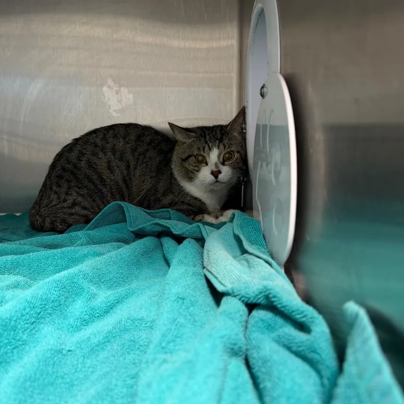 An adult medium-sized male Brown / Chocolate American Shorthair cat named Smore for adoption in Englewood, FL