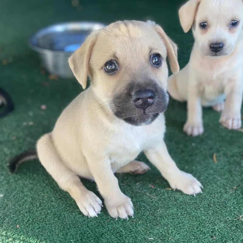 A baby medium-sized female Yellow / Tan / Blond / Fawn Labrador Retriever dog named Cherry for adoption in Escondido, CA