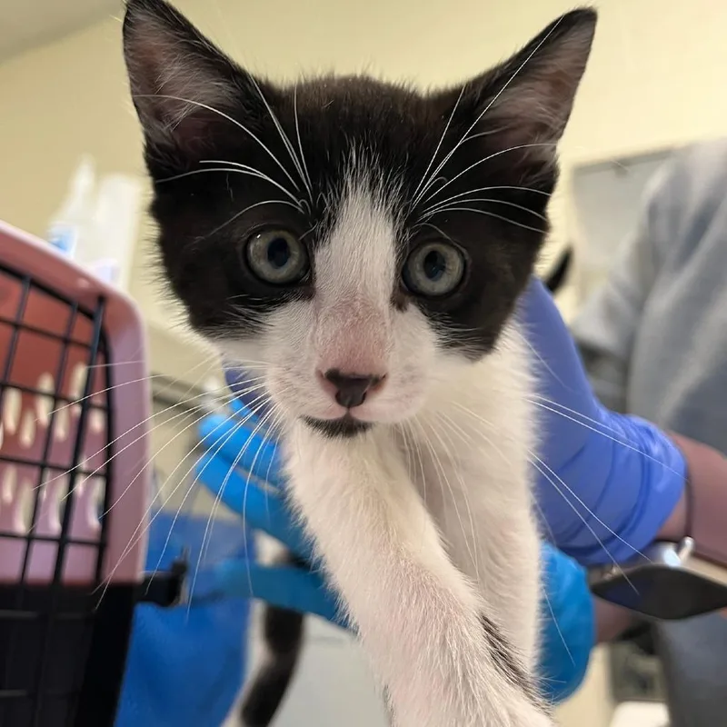 A baby small-sized male Black Domestic Short Hair cat named Extra Guac for adoption in Charlottesville, VA