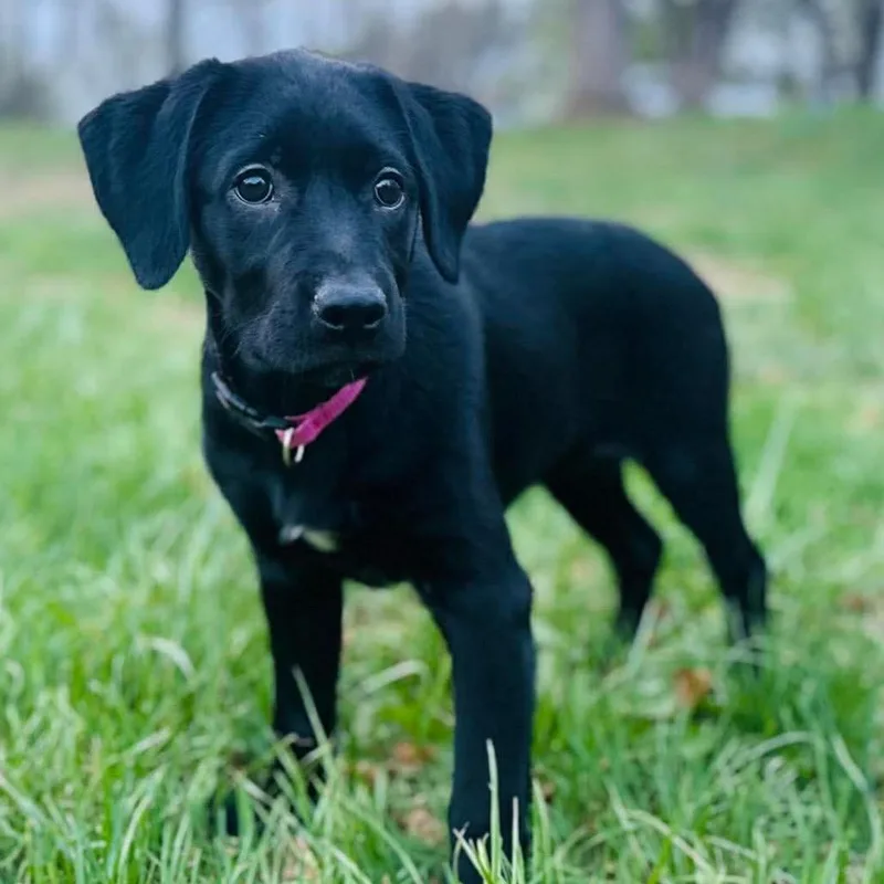 Princess thumbnail 6