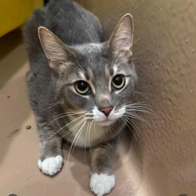 An adult medium-sized male Gray / Blue / Silver Domestic Short Hair cat named Lumi for adoption in Los Angeles, CA