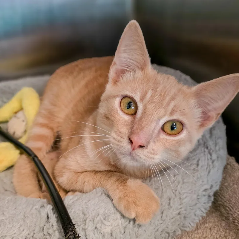 A baby medium-sized male Orange & White Domestic Short Hair cat named Leo for adoption in Gainesville, TX
