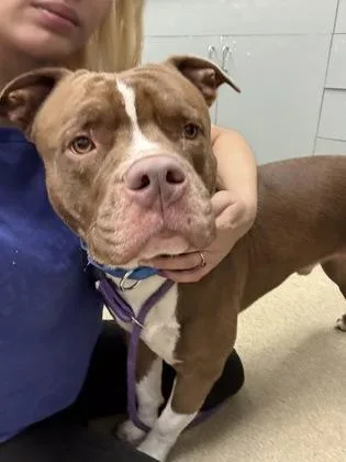 An adult large-sized male Terrier dog named Tank for adoption in Palm Coast, FL