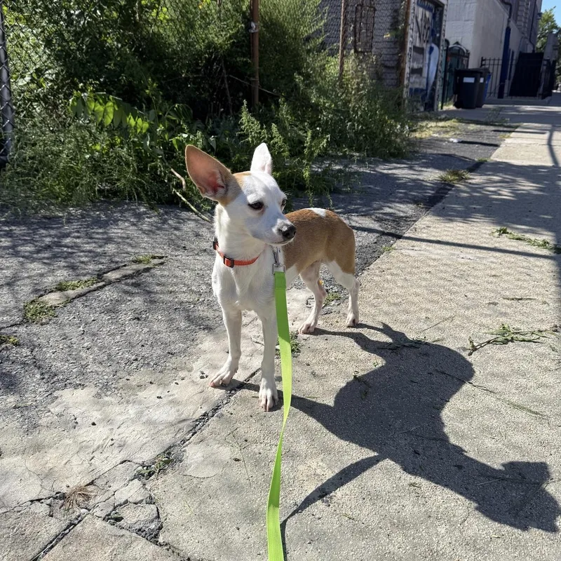 An adult small-sized female Chihuahua dog named Bailey for adoption in Brooklyn, NY