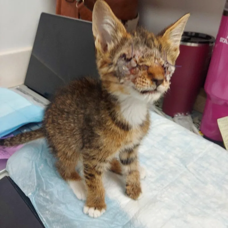A baby medium-sized male Domestic Short Hair cat named Sullivan for adoption in Hartsville, SC