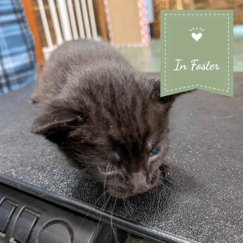 A baby small-sized female Black Domestic Short Hair cat named Rin for adoption in Chico, CA