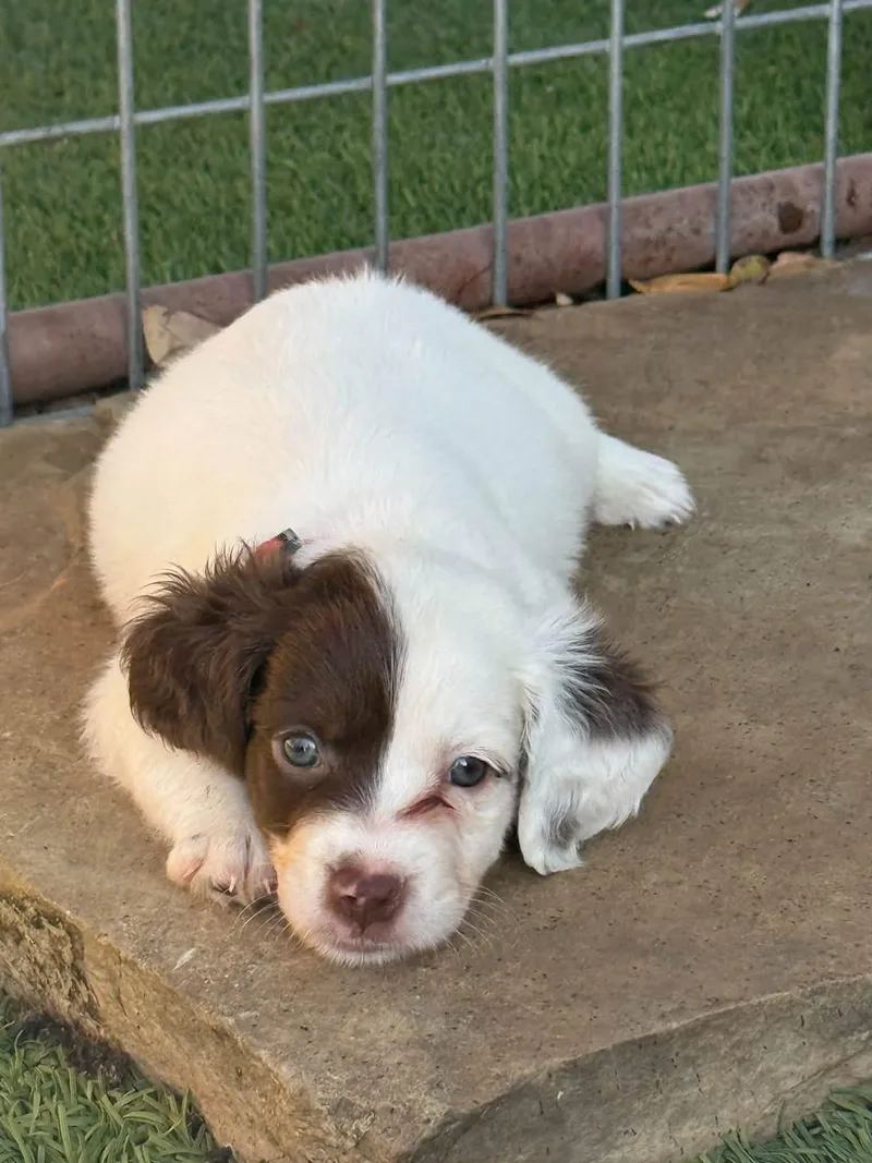A baby medium-sized male Brittany Spaniel dog named Don for adoption in Southlake, TX