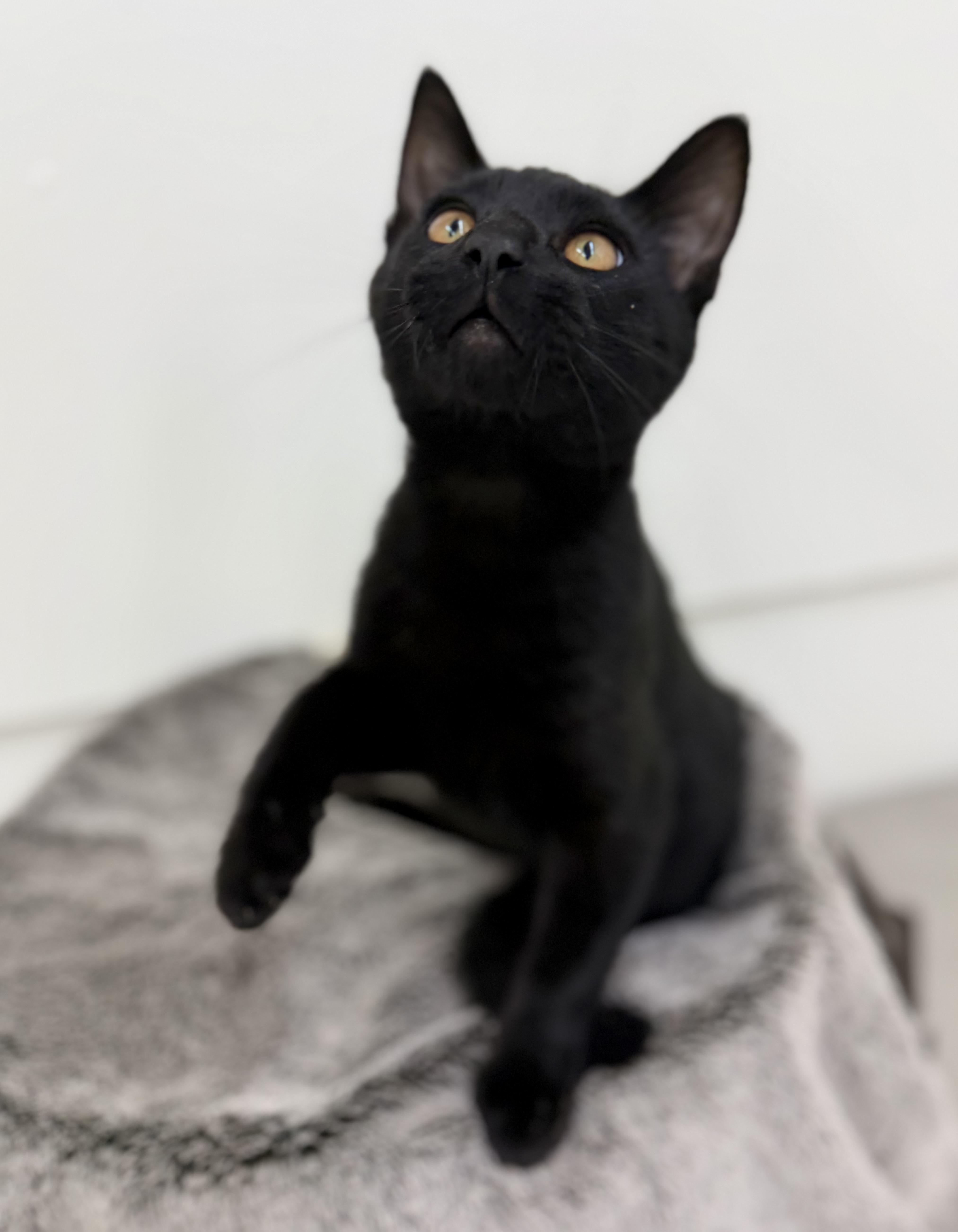 A young medium-sized male Black Domestic Short Hair cat named Ben for adoption in Sonora, CA