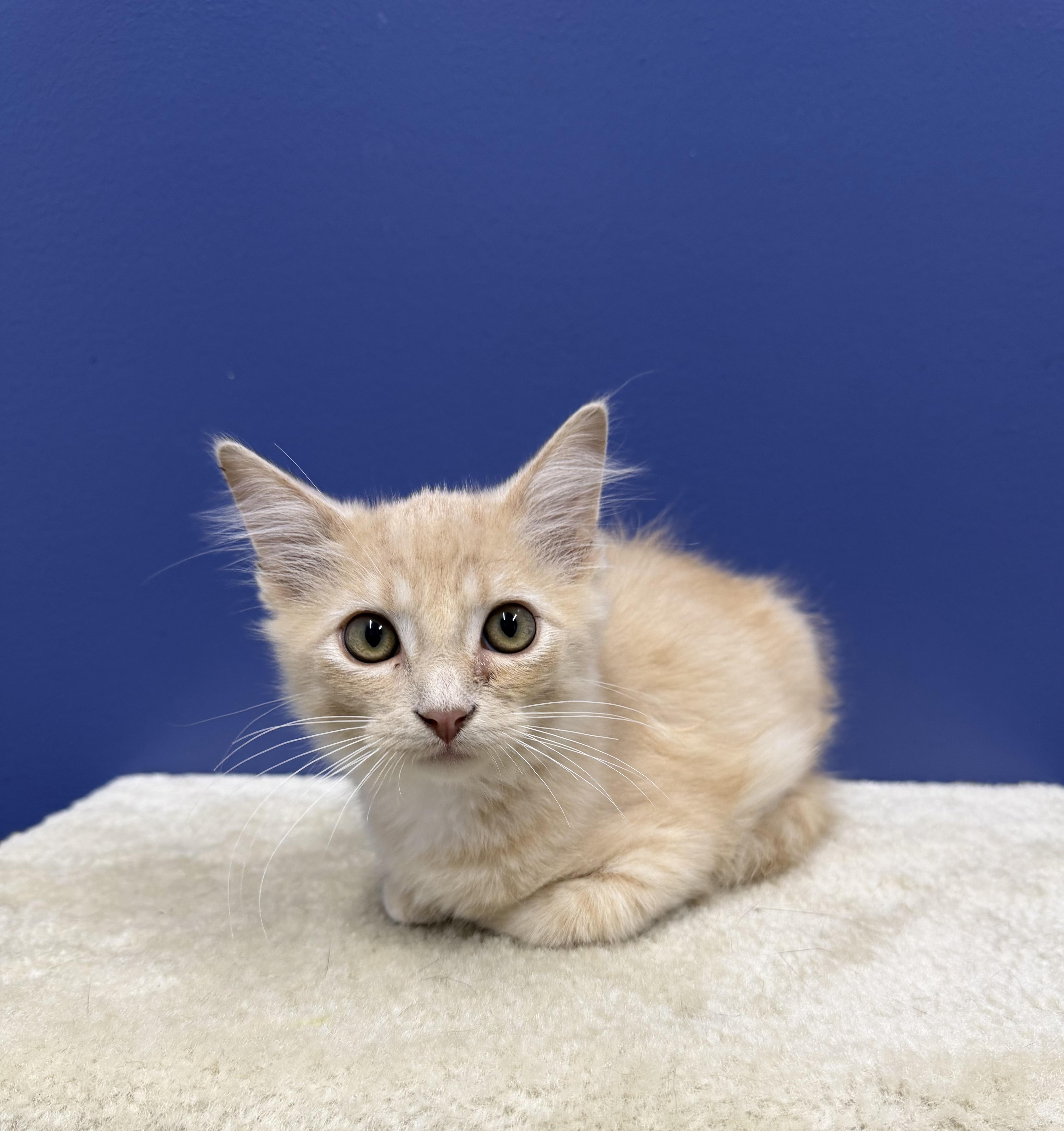 A baby medium-sized male Buff / Tan / Fawn Domestic Medium Hair cat named Cheddar for adoption in High Ridge, MO