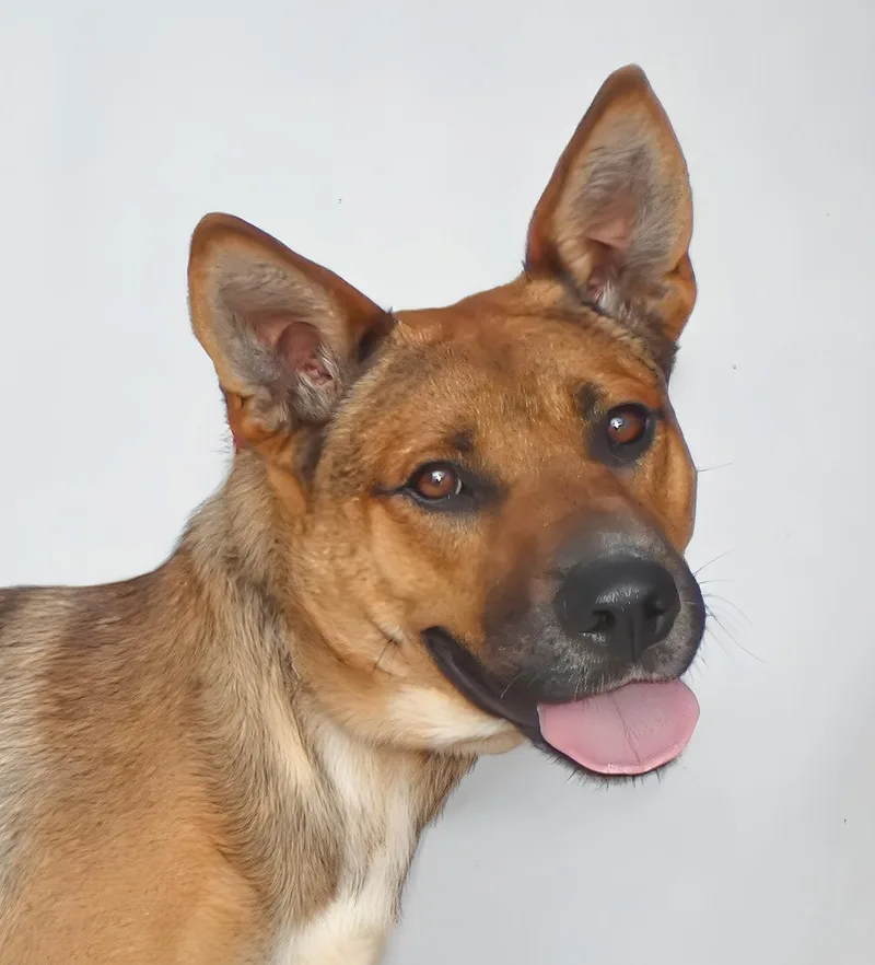 A young medium-sized male German Shepherd Dog dog named Chip for adoption in Pasadena, CA