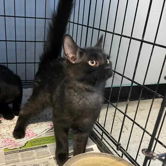 A baby medium-sized male Black Domestic Medium Hair cat named Terra for adoption in Spencer, IN