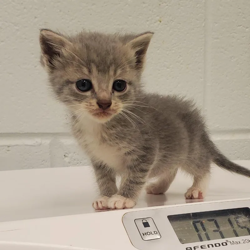 A baby small-sized female Gray / Blue / Silver Domestic Short Hair cat named Galaxy for adoption in Chattanooga, TN