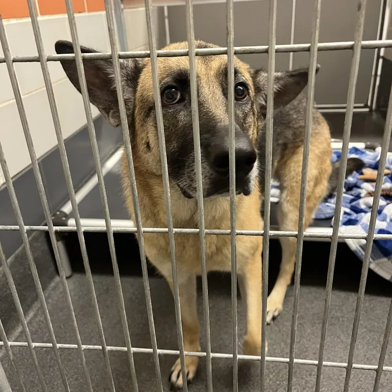 An adult large-sized female Black German Shepherd Dog dog named Katana for adoption in Cedar Rapids, IA