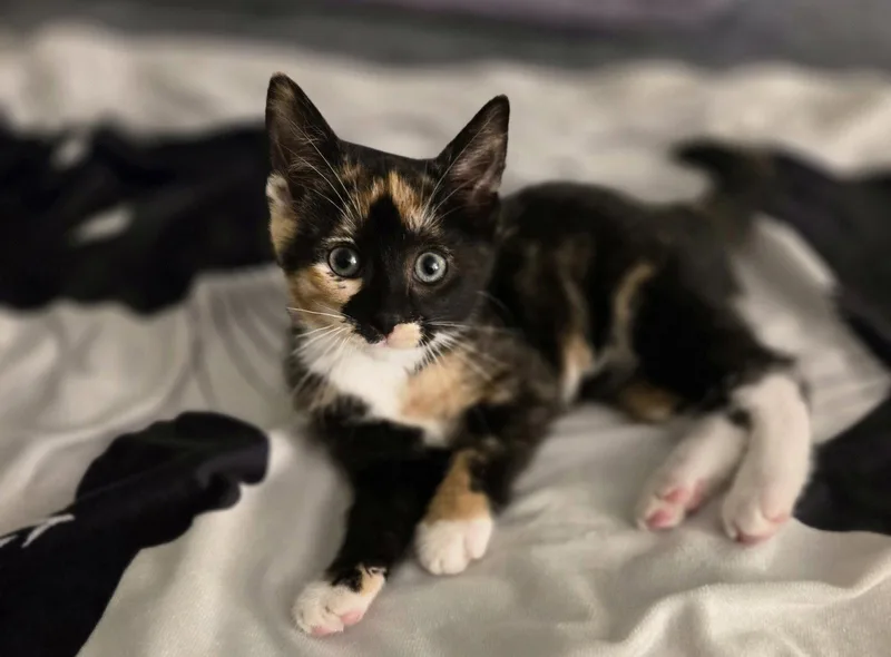 A baby medium-sized female Domestic Short Hair cat named Jasmine for adoption in Walled Lake, MI