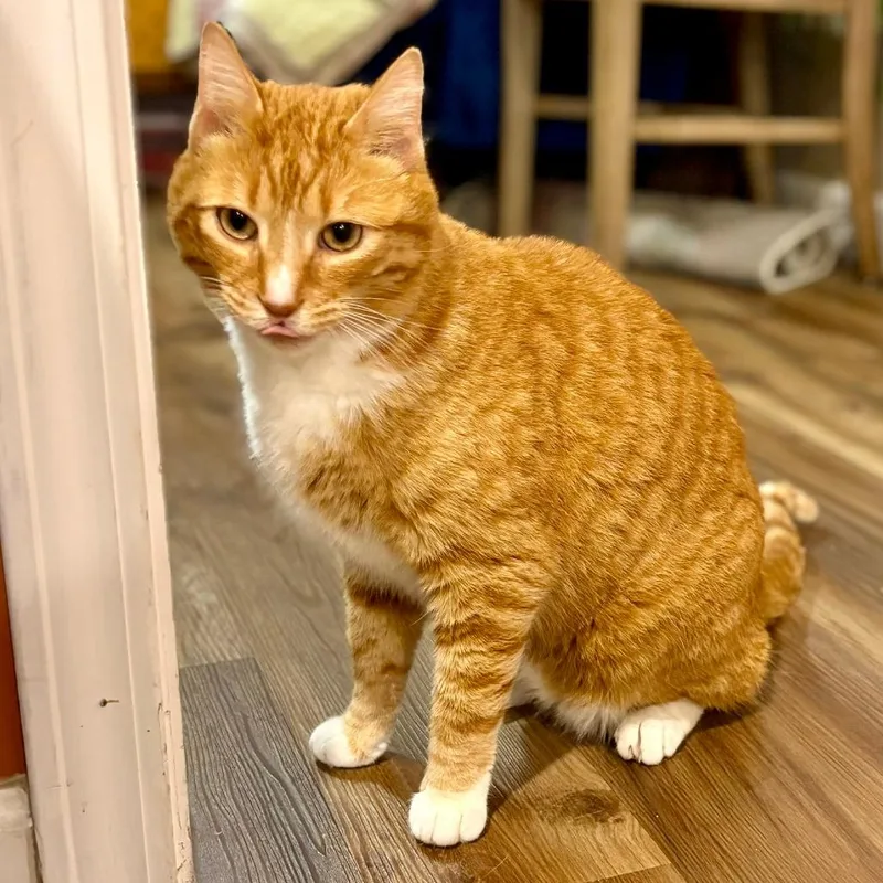 An adult small-sized male Orange / Red Domestic Short Hair cat named Fozzie for adoption in Pittsburg, KS