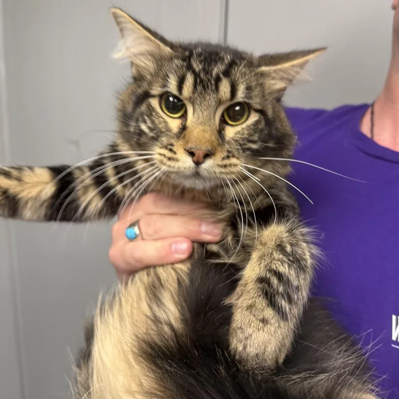 A young medium-sized male Brown / Chocolate Domestic Medium Hair cat named Patron for adoption in Midland, TX