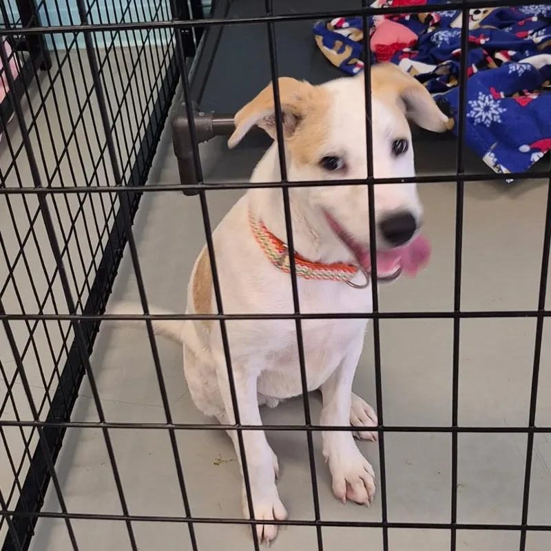A young medium-sized male Yellow / Tan / Blond / Fawn English Pointer dog named Scoot for adoption in Houston, TX