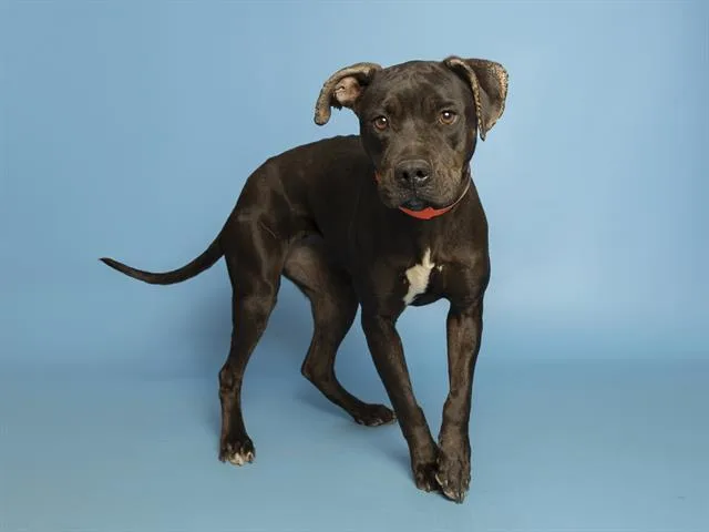 A young medium-sized female Pit Bull Terrier dog named Lydia for adoption in Phoenix, AZ