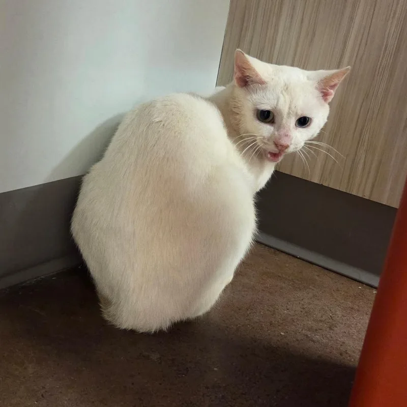 An adult medium-sized male White Domestic Short Hair cat named Mauna Kea for adoption in Chattanooga, TN