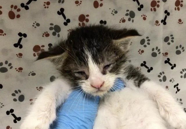 A baby small-sized male Domestic Short Hair cat named Mr Man for adoption in Riverside, CA
