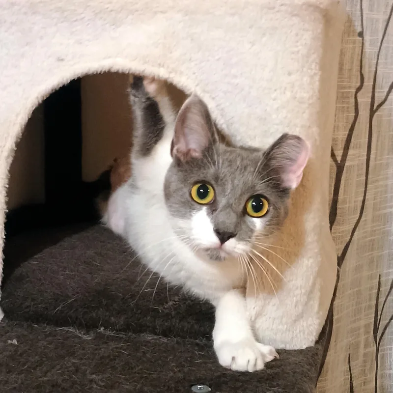 Polpetta