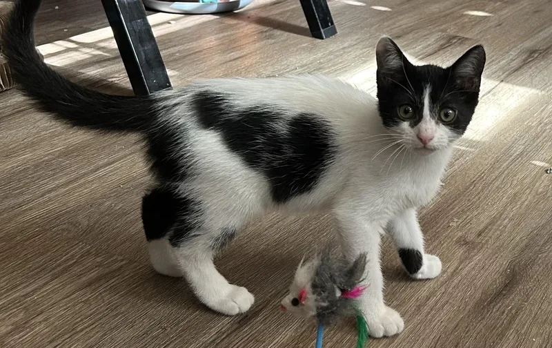 A baby medium-sized male Black & White / Tuxedo Domestic Short Hair cat named PaPa John for adoption in Ponchatoula, LA