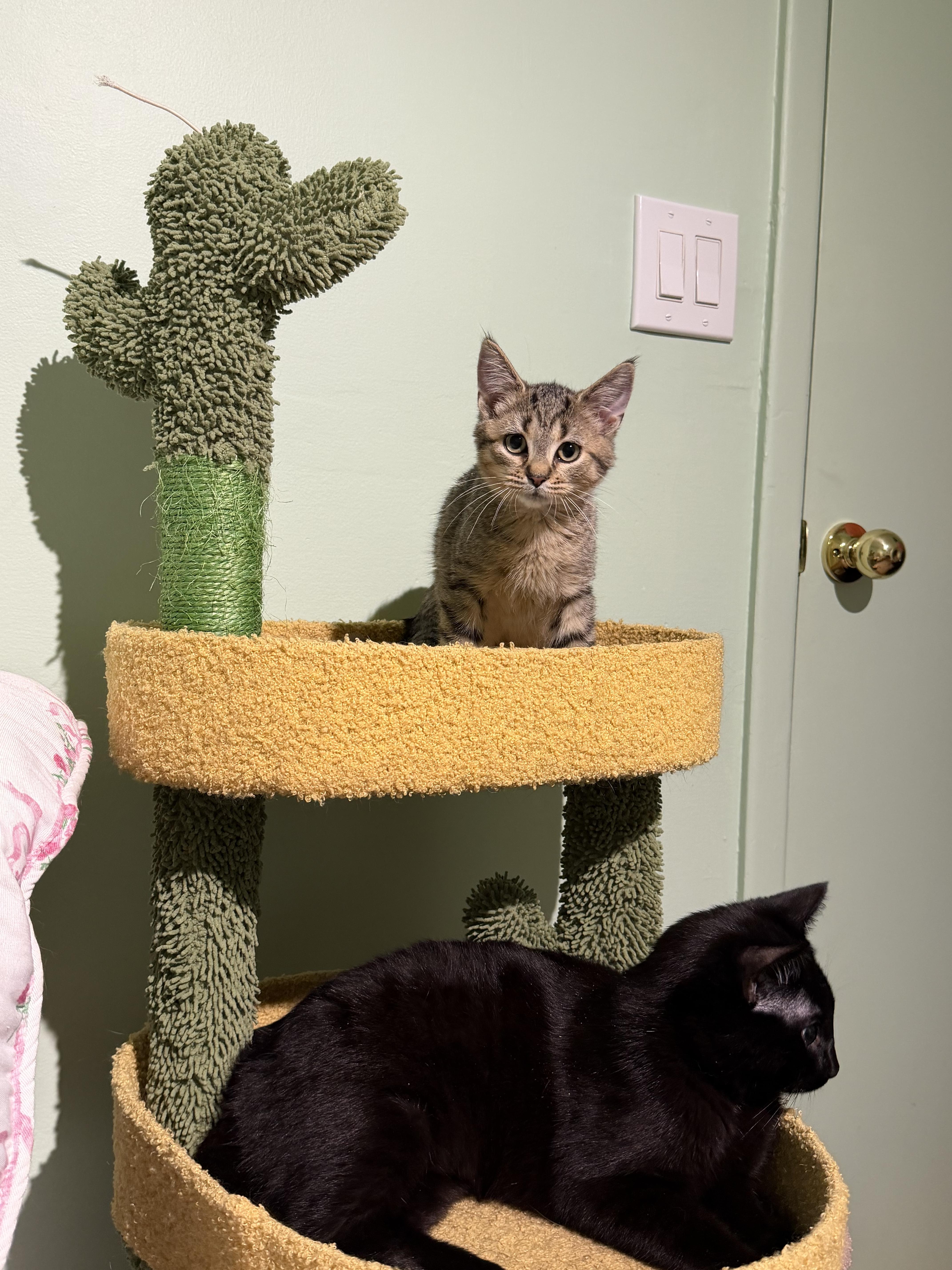 A baby medium-sized male Tabby (Orange / Red) Domestic Short Hair cat named Smokey for adoption in Syosset, NY