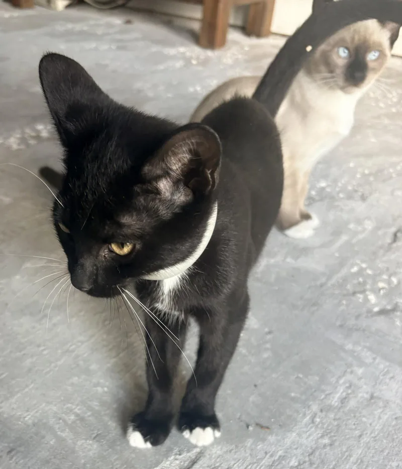 A baby medium-sized female Black & White / Tuxedo Domestic Short Hair cat named Aries Connor for adoption in Oviedo, FL