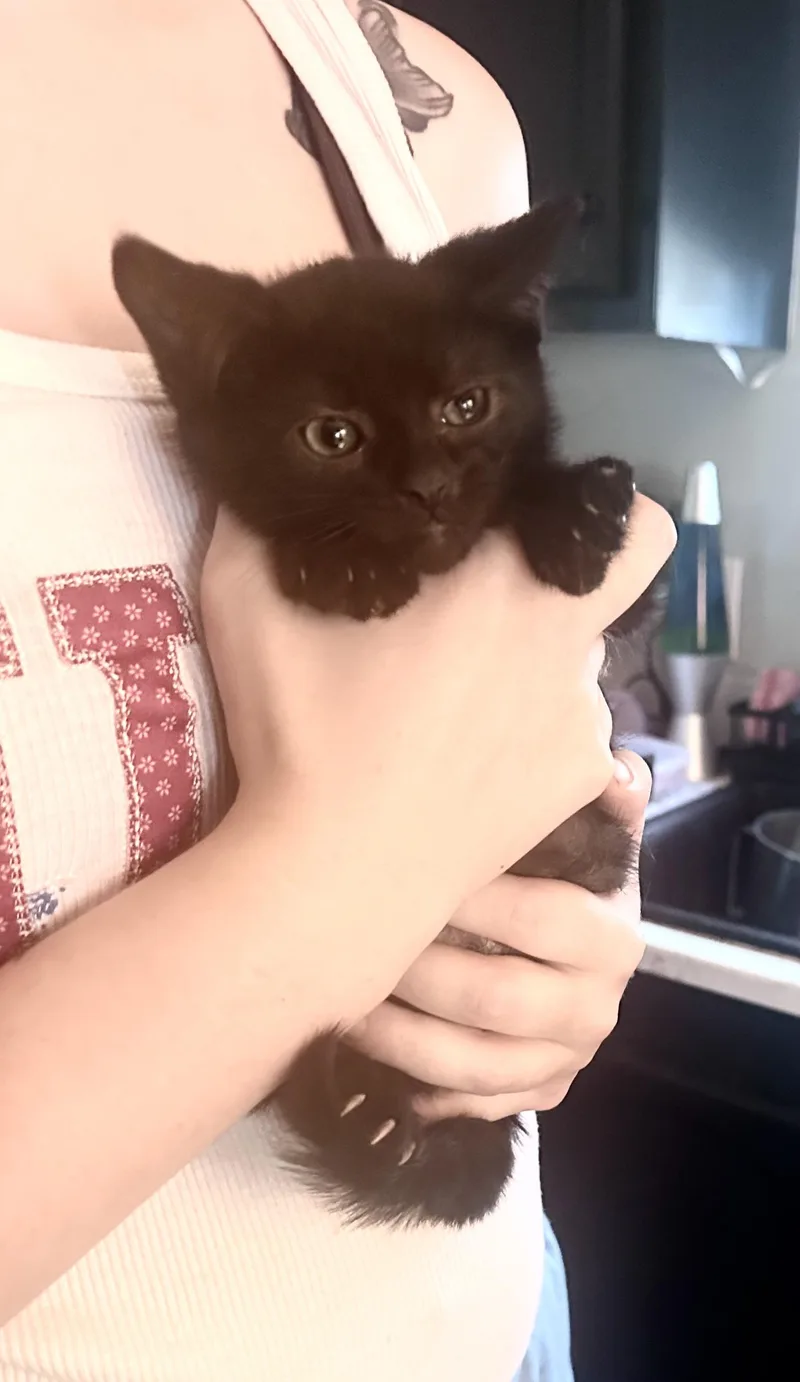 A baby medium-sized male Black American Shorthair cat named Void for adoption in Salisbury Mills, NY
