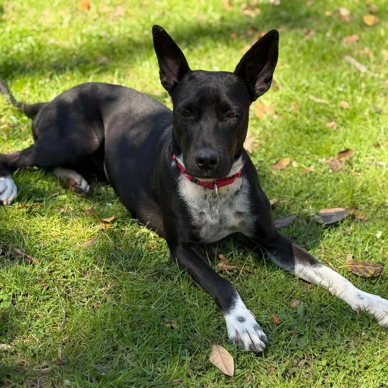 An adult medium-sized female Black Mixed Breed dog named Djuna for adoption in Falls Church, VA