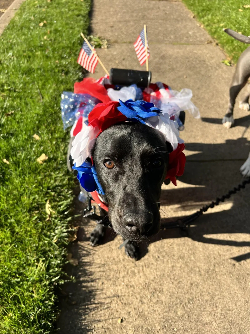 A young medium-sized female Black Labrador Retriever dog named Penny for adoption in Saratoga Springs, NY