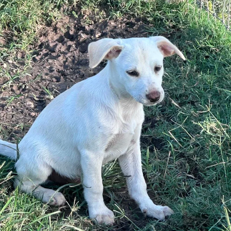 A baby medium-sized male White / Cream Cattle Dog dog named Jasper CI for adoption in Austin, TX