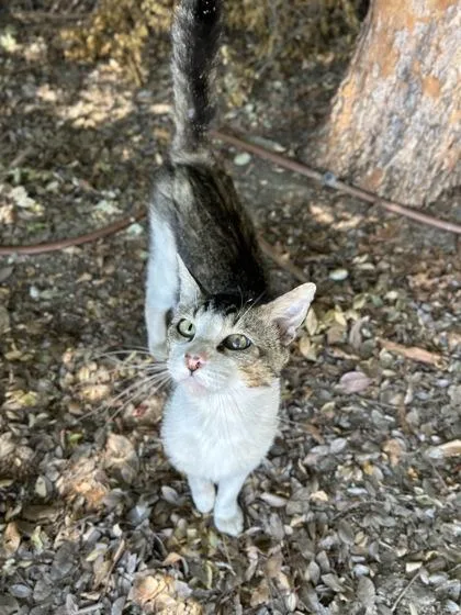 A young medium-sized male Domestic Short Hair cat named Easton for adoption in Fresno, CA