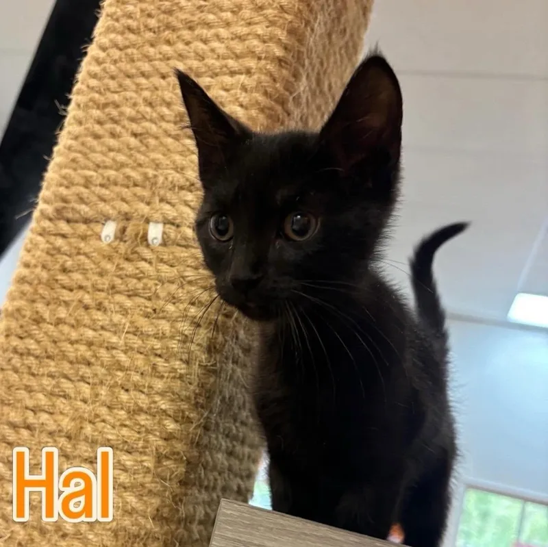 A baby medium-sized male Black Domestic Short Hair cat named Hal At Fat Cat for adoption in Tallahassee, FL