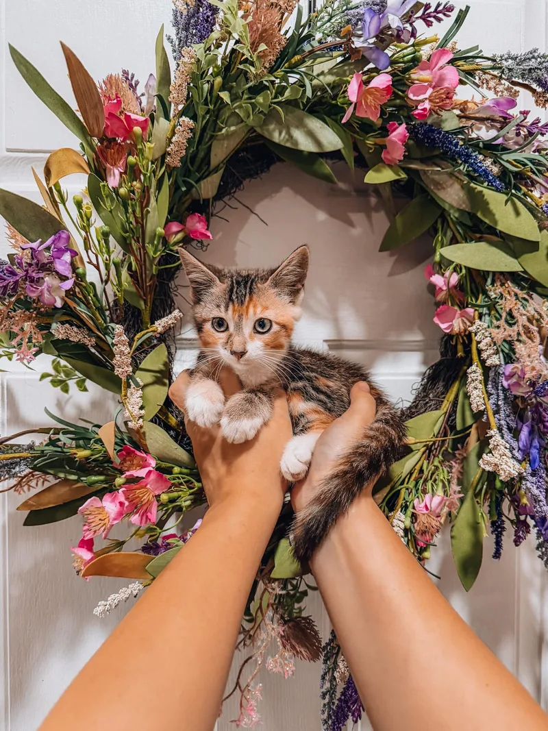 A baby medium-sized female Munchkin cat named Tink for adoption in Goodyear, AZ