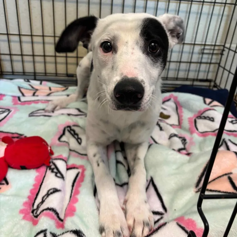 A young small-sized female White / Cream Mixed Breed dog named Lolly for adoption in Fredericksburg, TX