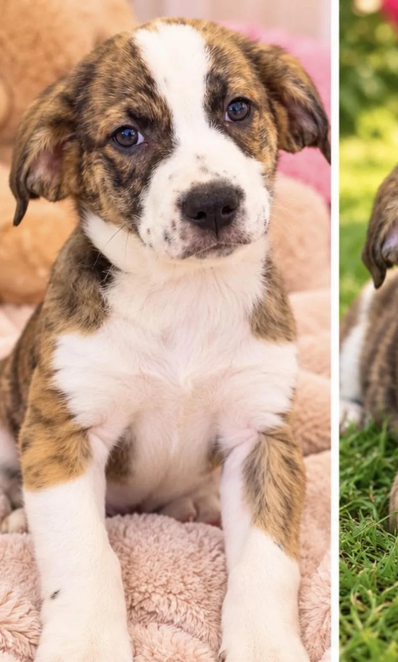 A young medium-sized male Australian Shepherd dog named Arthur for adoption in Margate, FL