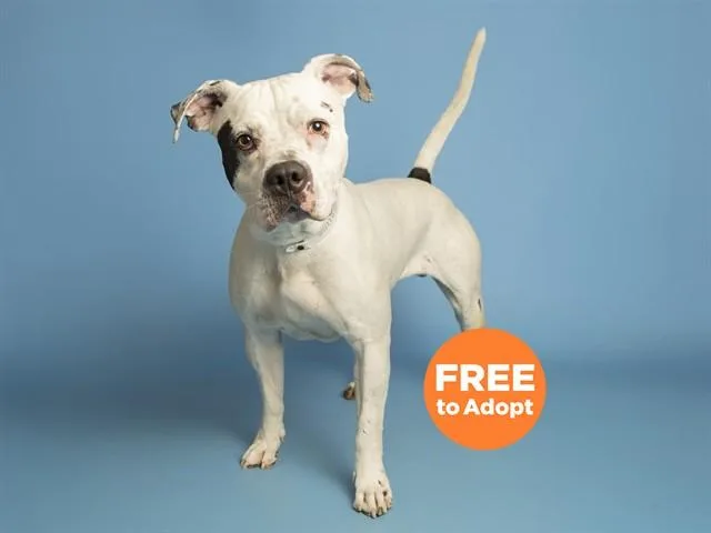 A young large-sized male Pit Bull Terrier dog named Ramon for adoption in Phoenix, AZ