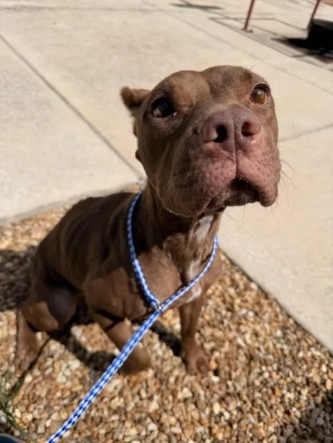 An adult medium-sized female Mixed Breed dog named Kuromi for adoption in Jacksonville, FL