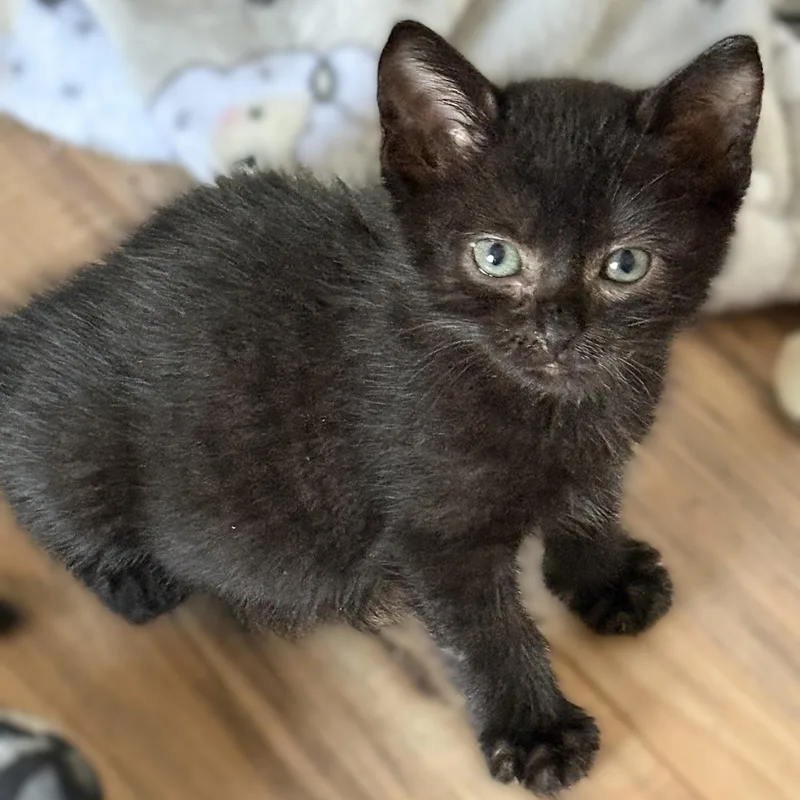 A baby large-sized male Black Domestic Short Hair cat named Chevy for adoption in Allen, TX